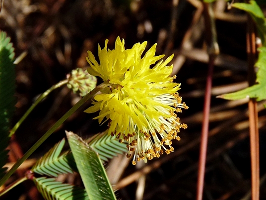 {Neptunia pubescens}